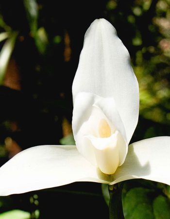 Orquigonia El Santuario de Las Orquideas de Guatemala