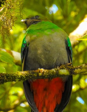 Ranchitos del Quetzal – Reserva Natural Gucumatz