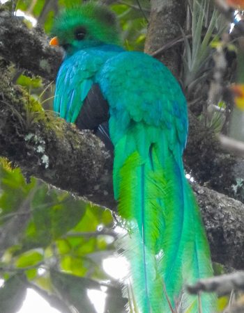 Ranchitos del Quetzal – Reserva Natural Gucumatz