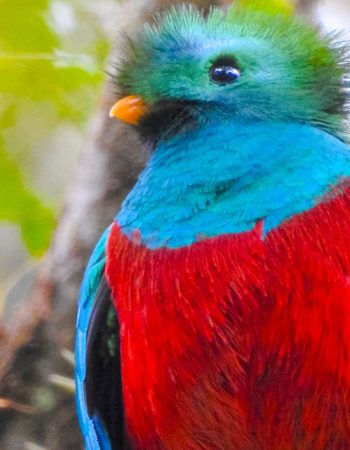 Ranchitos del Quetzal – Reserva Natural Gucumatz